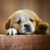DOGGY