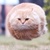 HCAT