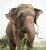 RAJU