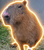 CAPYBARA