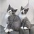 TWINNY